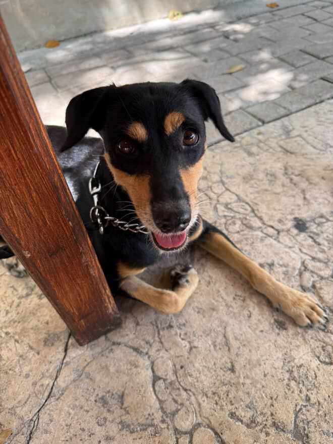 photo of black and tan dog